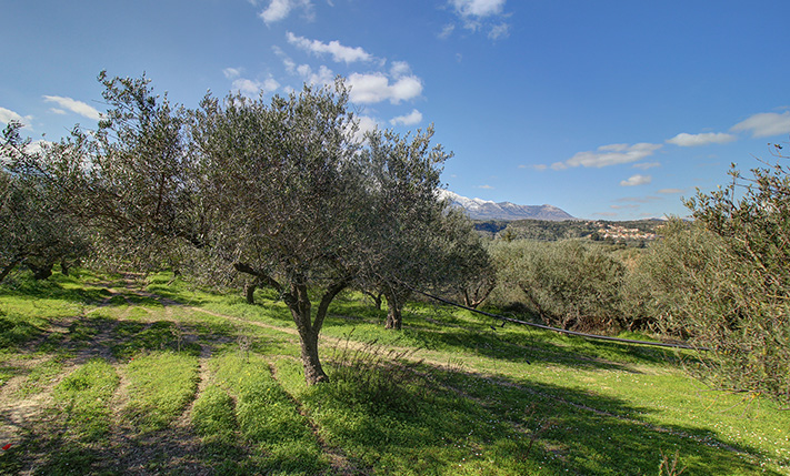 AN OLIVE GROVE WITH IMPRESSIVE MOUNTAIN VIEWS