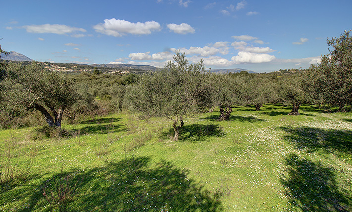 EIN OLIVENHAIN MIT BEEINDRUCKENDEM BERGBLICK