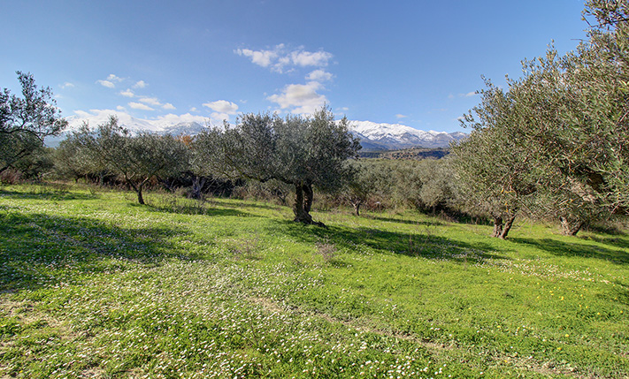 AN OLIVE GROVE WITH IMPRESSIVE MOUNTAIN VIEWS