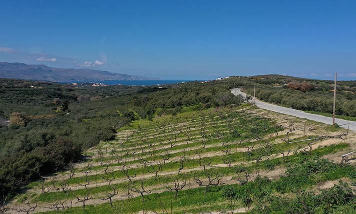 ΑΜΠΕΛΩΝΑΣ ΜΕ ΘΕΑ ΣΤΟΥΣ ΛΟΦΟΥΣ ΤΟΥ Δ. ΠΛΑΤΑΝΙΑ