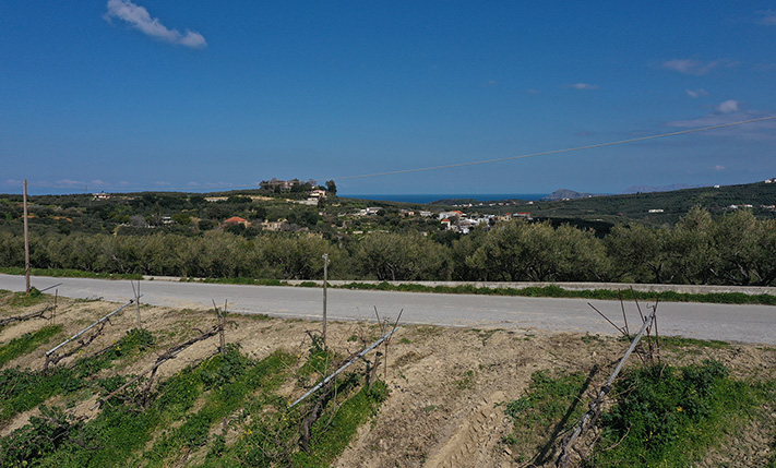 ΑΜΠΕΛΩΝΑΣ ΜΕ ΘΕΑ ΣΤΟΥΣ ΛΟΦΟΥΣ ΤΟΥ Δ. ΠΛΑΤΑΝΙΑ