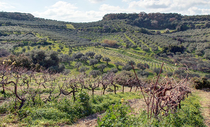 A VINEYARD WITH VIEWS AT THE HILLS OVER MALEME