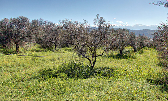 ΜΕ ΜΕΓΑΛΗ ΟΨΗ, ΚΑΤΑΛΛΗΛΟ & ΓΙΑ ΕΜΠΟΡΙΚΗ ΧΡΗΣΗ