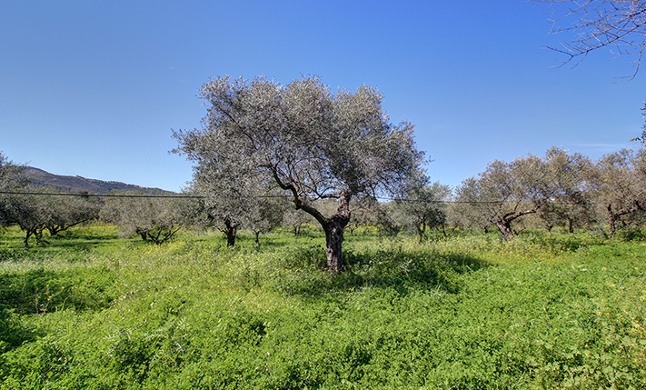 LARGE FRONT, ALSO SUITABLE FOR COMMERCIAL USE