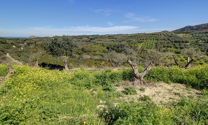 ΑΓΡΟΤΙΚΗ ΕΚΤΑΣΗ ΣΕ ΑΝΑΒΑΘΜΙΔΕΣ ΜΕ ΘΕΑ