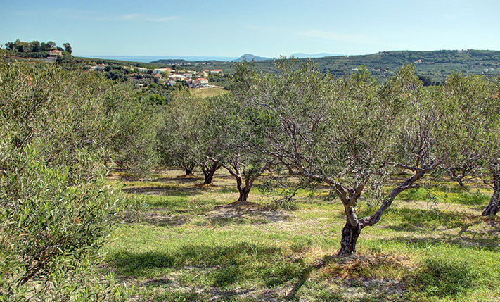 LAND ON A RIDGE WITH EAST & WEST FACING VIEWS