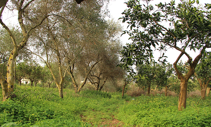 ΓΩΝΙΑΚΟ ΜΕ ΟΨΕΙΣ ΔΥΤΙΚΑ ΚΑΙ ΝΟΤΙΑ