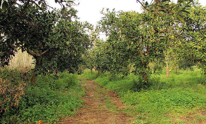CORNER PLOT WITH SOUTH AND WEST FACADES