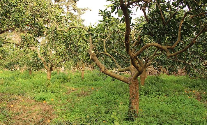 CORNER PLOT WITH SOUTH AND WEST FACADES