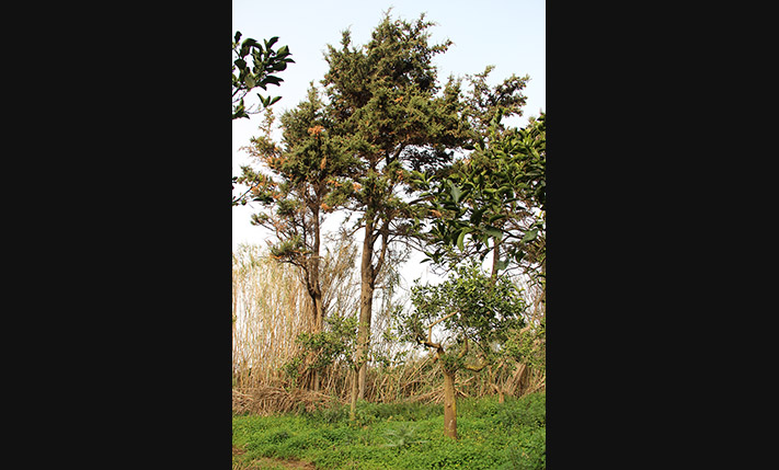 CORNER PLOT WITH SOUTH AND WEST FACADES