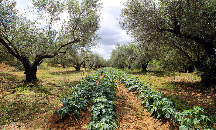 WOHNGRUNDSTÜCK FÜR KOMPLEX MIT MEERBLICK