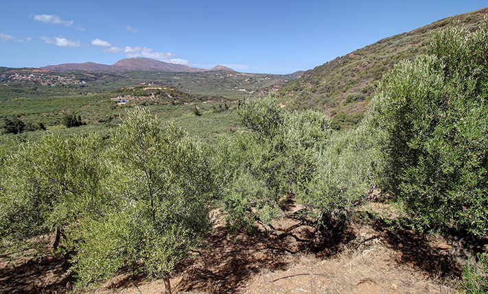 ΚΟΝΤΑ ΣΕ ΟΙΚΙΣΜΟ ΜΕ ΕΛΑΙΟΔΕΝΤΡΑ