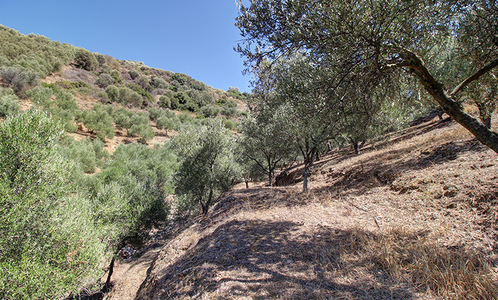 OLIVE GROVE CLOSE TO A VILLAGE