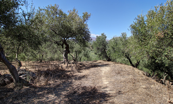 OLIVE GROVE CLOSE TO A VILLAGE