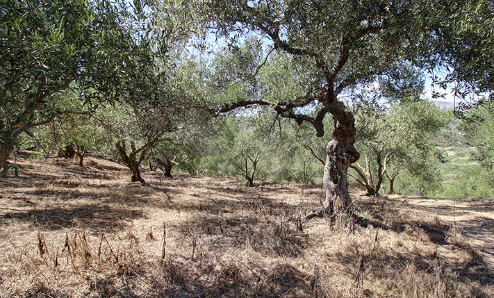OLIVE GROVE CLOSE TO A VILLAGE