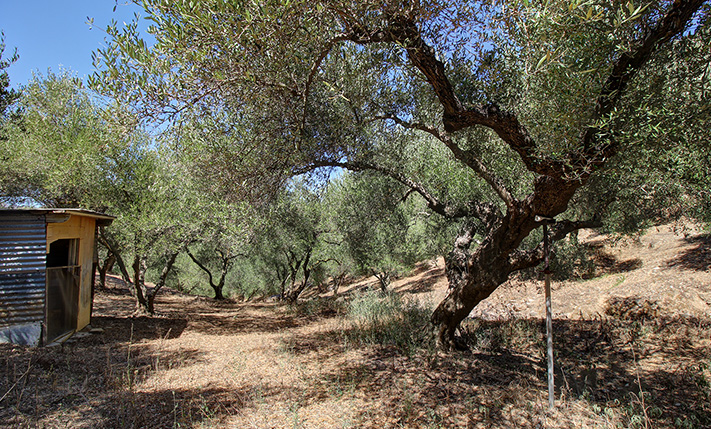 ΚΟΝΤΑ ΣΕ ΟΙΚΙΣΜΟ ΜΕ ΕΛΑΙΟΔΕΝΤΡΑ