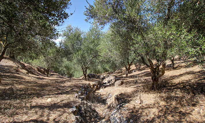 ΚΟΝΤΑ ΣΕ ΟΙΚΙΣΜΟ ΜΕ ΕΛΑΙΟΔΕΝΤΡΑ
