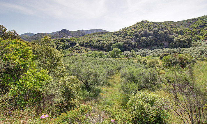 ΣΤΟΝ ΔΡΟΜΟ ΓΙΑ ΕΛΑΦΟΝΗΣΙ ΜΕ ΘΕΑ ΣΕ ΠΡΑΣΙΝΟ