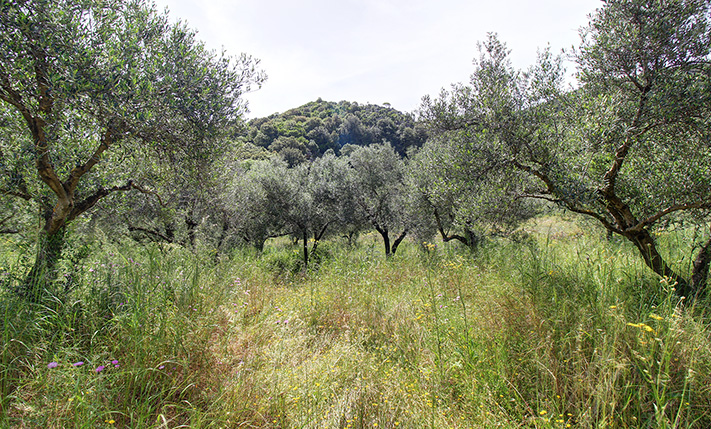 ON THE ROAD TO ELAFONISI AMONG LUSH HILLS