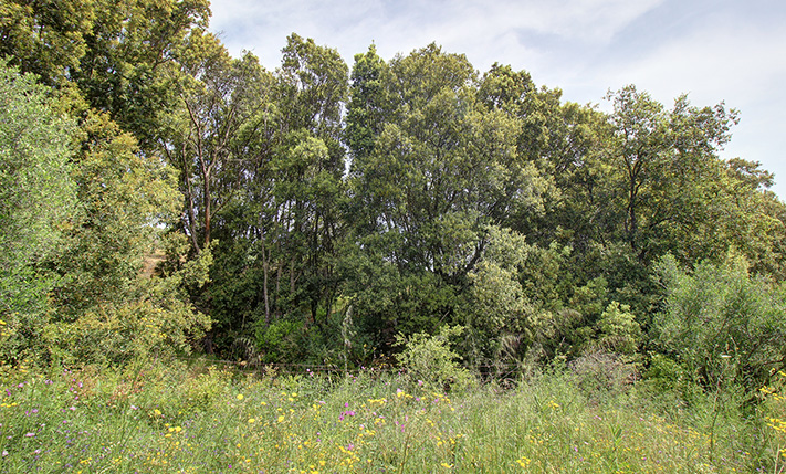 ON THE ROAD TO ELAFONISI AMONG LUSH HILLS