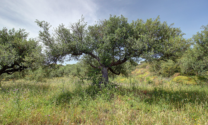 DIRECT SEA VIEWS ON A MILD SLOPE SOUTH OF KISSAMOS