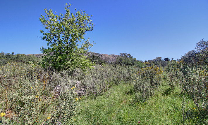 PLOT WITH AN OAK FOREST IN THE RESIDENTIAL ZONE
