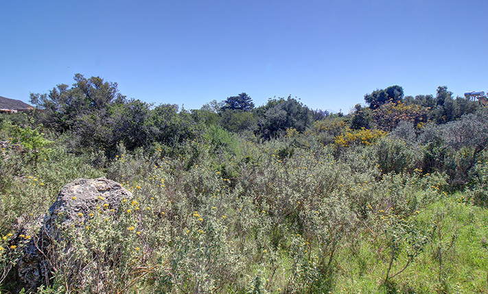 PLOT WITH AN OAK FOREST IN THE RESIDENTIAL ZONE