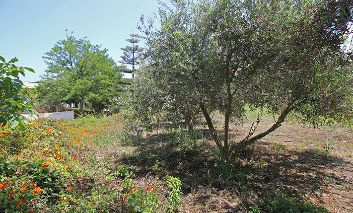 DEVELOPMENT LAND IN A SMALL VILLAGE
