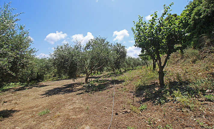 DEVELOPMENT LAND IN A SMALL VILLAGE