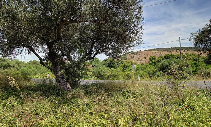 RECTANGULAR OLIVE GROVE, EASY TO ACCESS