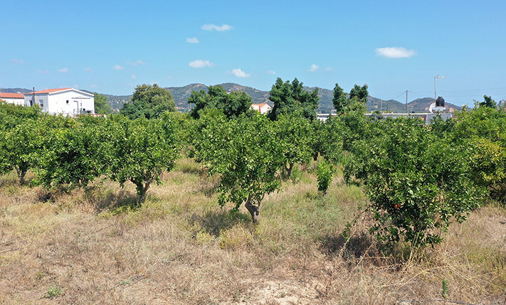 DEVELOPMENT LAND WITH A RUIN & ORANGE TREES