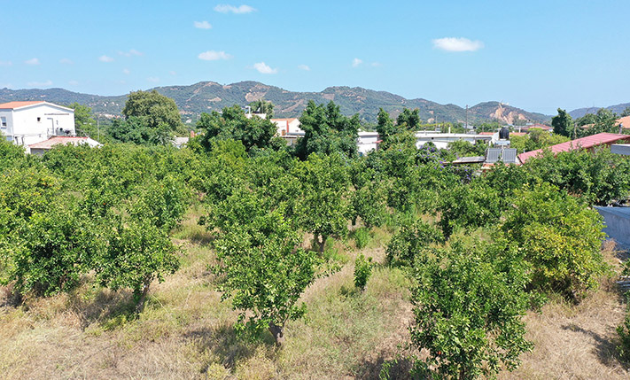 DEVELOPMENT LAND WITH A RUIN & ORANGE TREES
