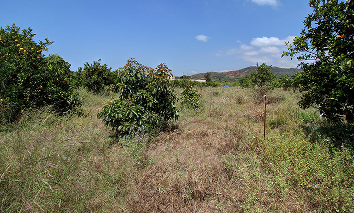 ΕΠΑΓΓΕΛΜΑΤΙΚΗ ΓΗ ΜΕ ΕΡΕΙΠΙΟ & ΠΟΡΤΟΚΑΛΕΩΝΑ