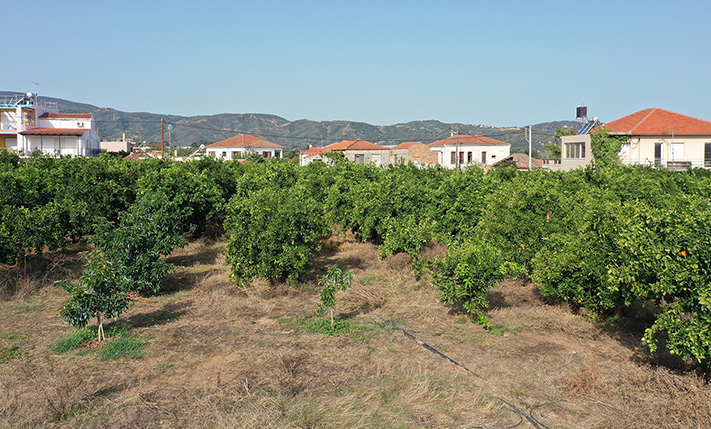 DEVELOPMENT LAND WITH A RUIN & ORANGE TREES