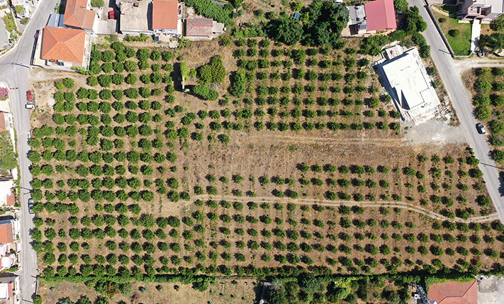 DEVELOPMENT LAND WITH A RUIN & ORANGE TREES
