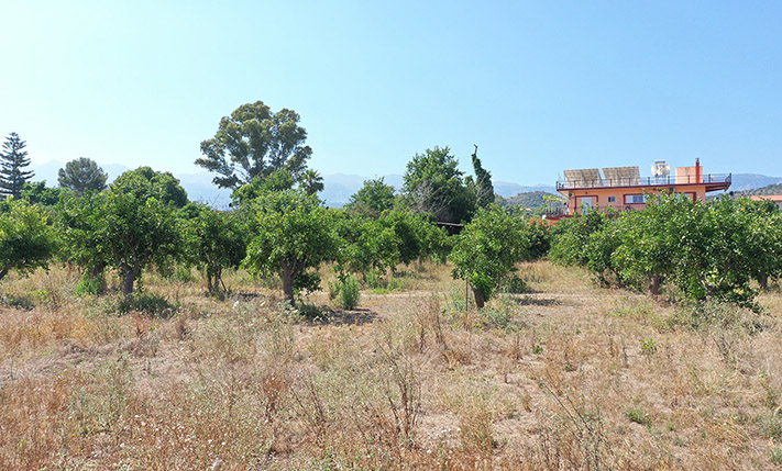DEVELOPMENT LAND WITH A RUIN & ORANGE TREES