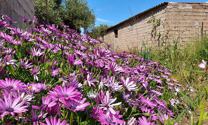 IN THE COUNTRYSIDE NEAR THE BEACH OF KIPARISSIA