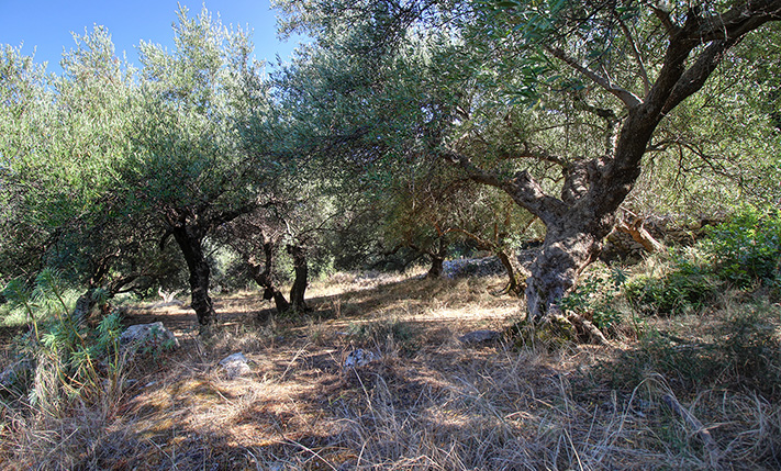 PARCEL WITH POTENTIALS IN THE WILD