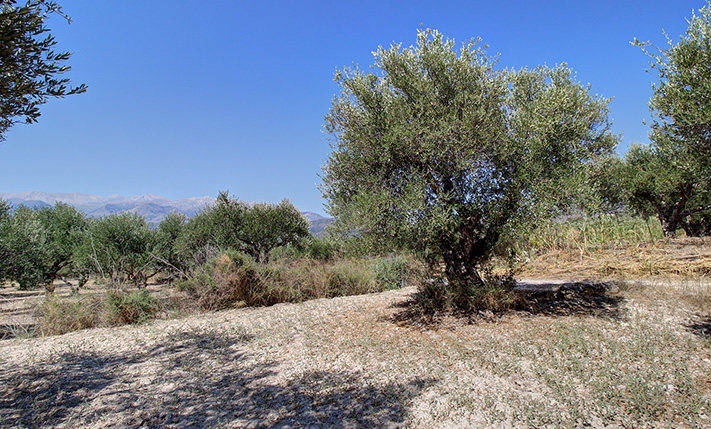 CORNER PLOT WITH LUXURIOUS VIEWS NEAR KALYVES