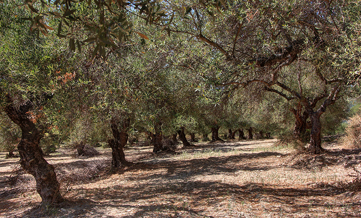 CORNER PLOT WITH LUXURIOUS VIEWS NEAR KALYVES