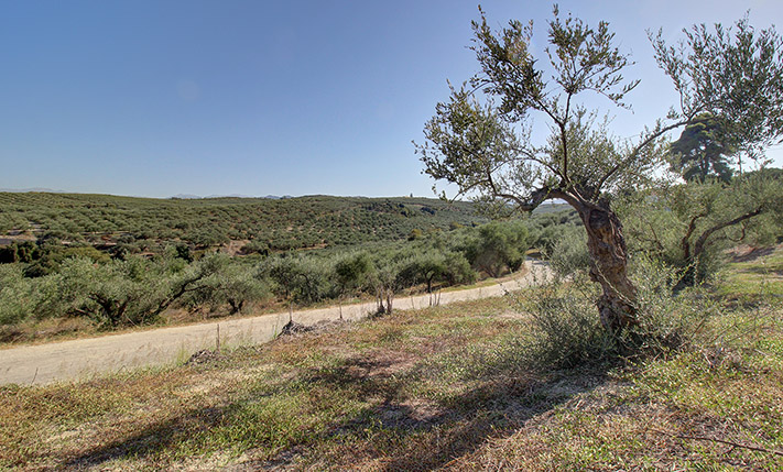EAST-FACING OLIVE GROVE FOR RESIDENTIAL COMPLEX