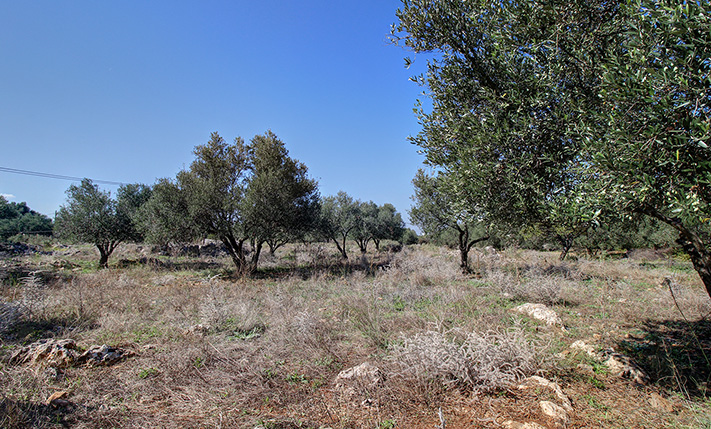 INVESTMENT LAND IN A TRADITIONAL VILLAGE CENTER