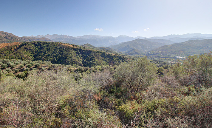 ΕΓΚΑΤΑΛΕΛΕΙΜΜΕΝΟΣ ΕΛΑΙΩΝΑΣ ΣΕ ΠΛΑΓΙΑ