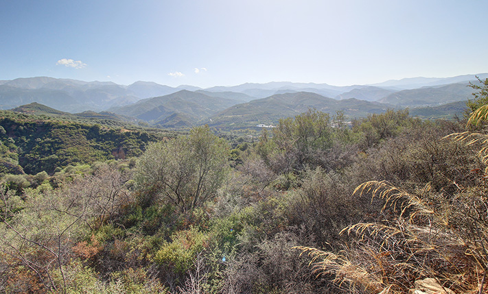 AN ABANDONED OLIVE GROVE ON A SLOPE