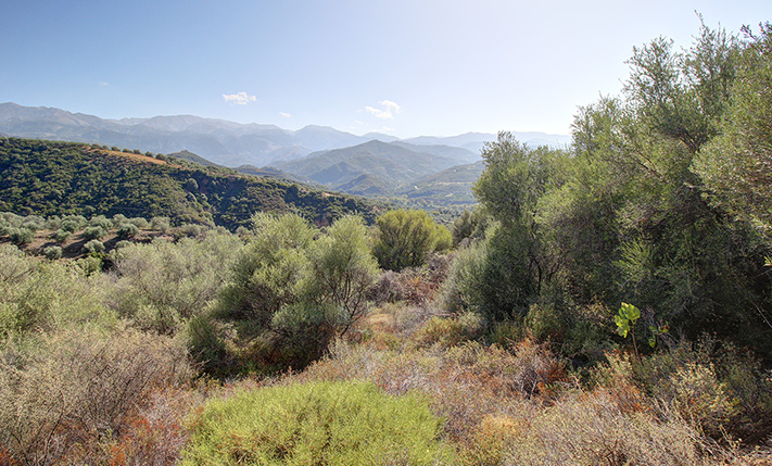ΕΓΚΑΤΑΛΕΛΕΙΜΜΕΝΟΣ ΕΛΑΙΩΝΑΣ ΣΕ ΠΛΑΓΙΑ