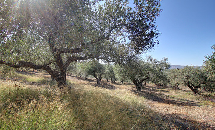ΠΡΙΝ ΤΟΝ ΔΡΟΜΟ ΓΙΑ ΕΛΑΦΟΝΗΣΙ ΚΟΝΤΑ ΣΤΗΝ ΚΙΣΣΑΜΟ