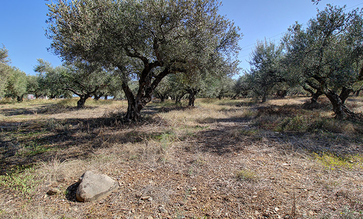 ΠΡΙΝ ΤΟΝ ΔΡΟΜΟ ΓΙΑ ΕΛΑΦΟΝΗΣΙ ΚΟΝΤΑ ΣΤΗΝ ΚΙΣΣΑΜΟ