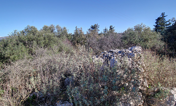 ΕΛΑΙΩΝΑΣ ΜΕΤΑΞΥ ΒΑΜΟΥ & ΓΕΩΡΓΙΟΥΠΟΛΗΣ