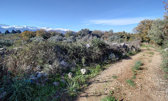 SPACIOUS TRIANGULAR PLOT WITH OLIVE TREES