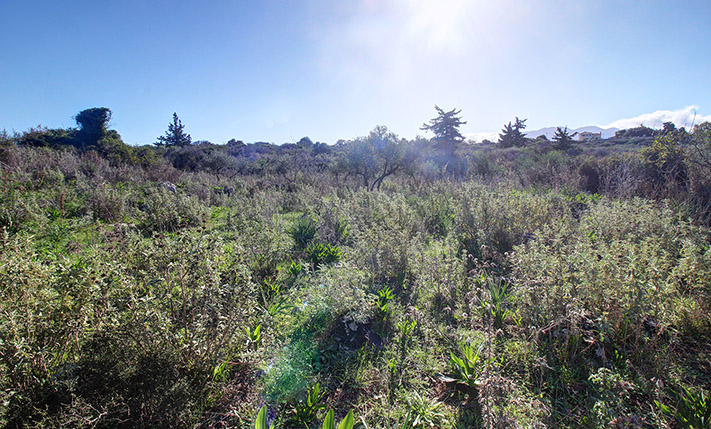 SPACIOUS TRIANGULAR PLOT WITH OLIVE TREES